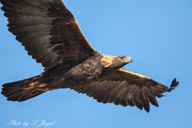 Цармын бүргэд(Aquila chrysaetos)